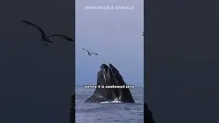 Could a Humpback Whale Swallow You?