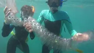Salps: Attack of the Clones