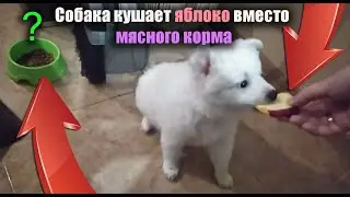 Я не знал что собаки едят яблоки
