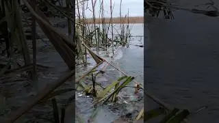 Мороз. Яхта. Кофе