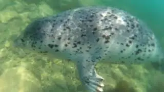 Дальневсточная нерпа