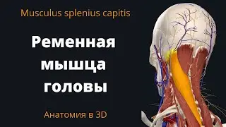 Ременная мышца головы. Musculus splenius capitis. Краткий 3-D обзор.