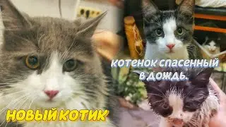 Спасенный в дождь котик и новый хвостатый.
