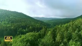 4K Forest Nature Sounds - 4 Minutes of Stress-Relief Therapy