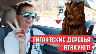 Sequoia National Park Самые древние и высокие деревья в мире!