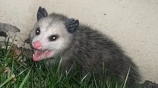 Found Baby Possum First Time !!!!