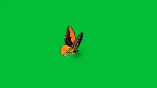 butterfly green screen | butterfly flying green screen animation effects | green screen butterfly