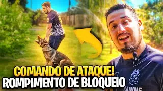 O COMANDO DE ATAQUE! PASTOR ALEMÃO E BELGA!