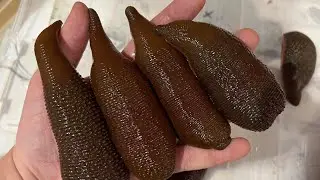 Happy Leeches in Bedding. How to keep Medical Leeches in Moss. Пиявици отглеждани в мъх