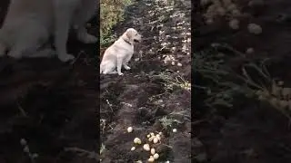 А вы начали копать  картошку.