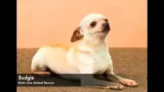 America's Puppy Mills: Online List