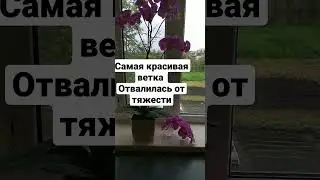 Орхидея. Отвалилась самая красивая веточка из за тяжести. #советы #цветы #орхидеи #комнатныецветы