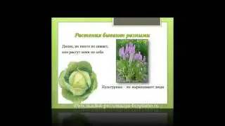 Презентация на тему Мир растений. 3 класс
