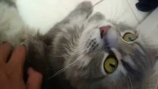 Angry Cat ; Dont mess with me Hooman.....