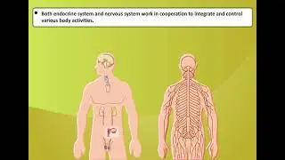 Endocrine System | Endocrine Glands In Body And Their Function
