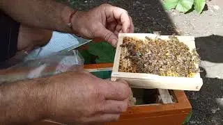 Темненькие с бронзовыми ножками, тигровые, рыжухи...все матки карника:)