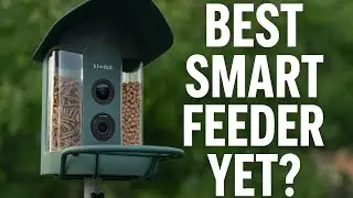 How I Fell in Love With a Smart Bird Feeder (Kiwibit Beako Review & Story)