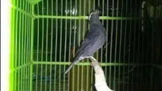 SUARA BURUNG ANIS SIBERIA GACOR