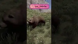 В расте напал медведь и волк  