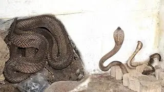 #Indian #spectacled venomous cobra snake rescue contact 7396969617