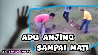 pertarungan anjing sampai m4ti