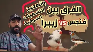 الزيبرا والفنجس والفرق بينهما وتصحيح المسميات
