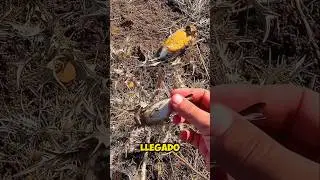 Encontró A Estas Aves En Una Extraña Posición😮 #shorts #viralvideo