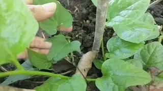 THREE PLANTS IN ONE POT #garden #plantita #vegetables