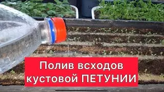 Полив всходов кустовой ПЕТУНИИ
