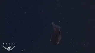 Морской черт