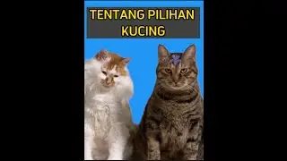 TENTANG PILIHAN ‼️ KETIKA KUCING HARUS DIHADAPKAN DENGAN PILIHANNYA #catlover #justforfun #cat