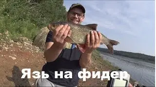 Ловим язя на фидер