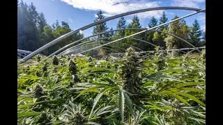 Top strains of the Cannabis Harvest 2024: Solful, Alpenglow, Moon Gazer, Glentucky, and Greenshock