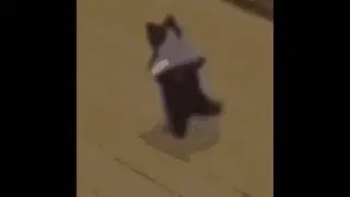 КОТ ЖЕСТКО ЧУВСТВУЕТ СЕРЕГУ ПИРАТА