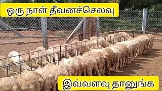 விற்பனைக்கு தாயார் நிலையில் இருக்கும் ஆடுகளுக்கு நாங்கள் தீவனம் என்ன கொடுக்கிறோம்னு பார்கலாம் வாங்க