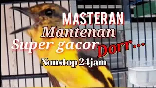 burung mantenan gacor.cocok buat masteran burung cucak ijo dan murai batu juara.@gudangscoot592