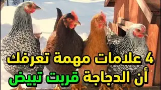 الفرخة قربت تبيض 4 علامات مهمة عشان تعرف ان الفرخة خلاص هتبيض وهتبشرك بالخير على السطح بتاعك