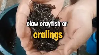 Craylings.