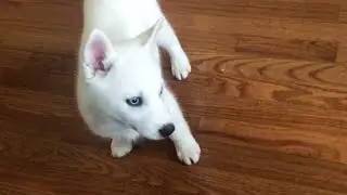 Laika doesn't want to play with Nova the Husky Puppy!