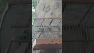 Щегол карол