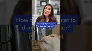 How to get your cat drink more water? (Vet Reveals) 💧😼 #shorts