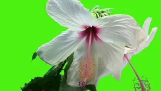 Green screen flowers effect
