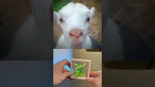 Ble ble ble 🐐