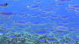 Egypt, diving Strait of Tiran 02 HD