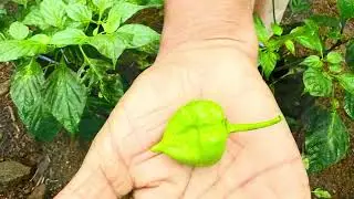 Scotch Bonnet plantation in Rubber land