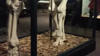 Field Museum Chicago