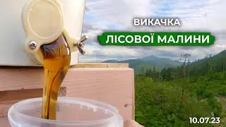 Викачка Лісової Малини! Натуральний карпатський мед для вас!