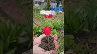 рост тюльпана