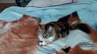 Офелия и враждебный хвост!