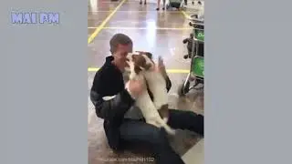 funny Dog Videos 2020  Its time to LAUGH with Dogs life